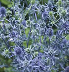 Attēlu rezultāti vaicājumam “Eryngium planum fruit”
