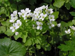 Attēlu rezultāti vaicājumam “Cardamine amara flower”