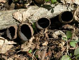 Attēlu rezultāti vaicājumam “Urnula craterium”