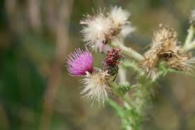 Attēlu rezultāti vaicājumam “Cirsium palustre flower”