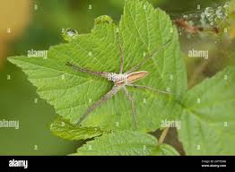 Attēlu rezultāti vaicājumam “Pisaura mirabilis female”