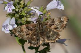 Attēlu rezultāti vaicājumam “Carcharodus floccifera upperside”