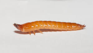 Attēlu rezultāti vaicājumam “Elateridae larva”