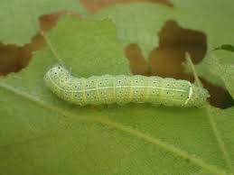 Attēlu rezultāti vaicājumam “Orthosia cerasi”