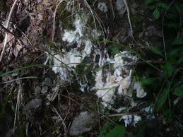 Attēlu rezultāti vaicājumam “Sebacina incrustans”