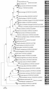 Image result for Raja straeleni