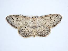 Attēlu rezultāti vaicājumam “Idaea seriata”