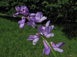 Attēlu rezultāti vaicājumam “Vicia tenuifolia”