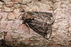 Attēlu rezultāti vaicājumam “Thalpophila matura”