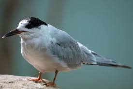 Image result for Sterna hirundo