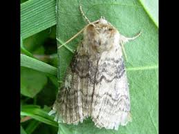 Attēlu rezultāti vaicājumam “Tethea or”