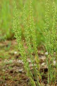 Attēlu rezultāti vaicājumam “Artemisia campestris bud”