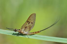 Attēlu rezultāti vaicājumam “Ephemera vulgata”