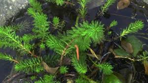 「粉綠狐尾藻」的圖片搜尋結果