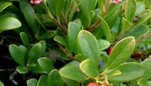 Attēlu rezultāti vaicājumam “Exobasidium uvae-ursi”