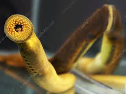 Image result for Petromyzon marinus