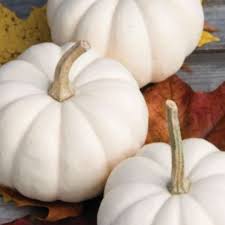 Image result for Kürbis