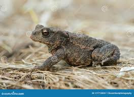 Attēlu rezultāti vaicājumam “Bufo bufo juvenile”