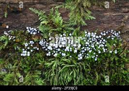 Attēlu rezultāti vaicājumam “Comatricha sp.”