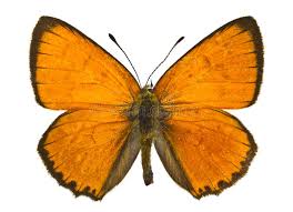 Attēlu rezultāti vaicājumam “Lycaena virgaureae”