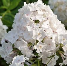 Image result for Phlox paniculata `Sweet Summer`