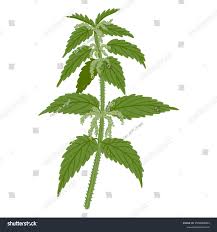 Attēlu rezultāti vaicājumam “Urtica dioica”