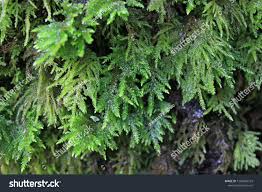 Attēlu rezultāti vaicājumam “Thamnobryum alopecurum”