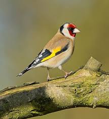 Image result for England Staffordshire Birding Club