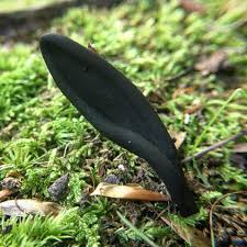 Attēlu rezultāti vaicājumam “Geoglossum sp.”