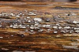 Attēlu rezultāti vaicājumam “Propolis farinosa”