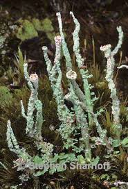 Attēlu rezultāti vaicājumam “Cladonia ochrochlora”
