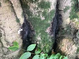 Attēlu rezultāti vaicājumam “Crustoderma dryinum”