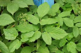Attēlu rezultāti vaicājumam “Aegopodium podagraria leaf”