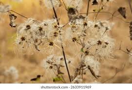 Attēlu rezultāti vaicājumam “Clematis fruit”