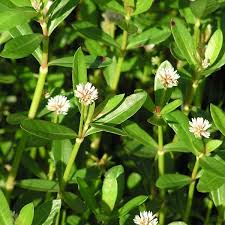 Attēlu rezultāti vaicājumam “Amaranthaceae”