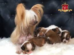 Image result for Co de Crista Chins