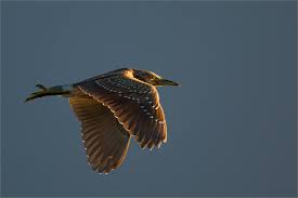 Image result for Nycticorax nycticorax