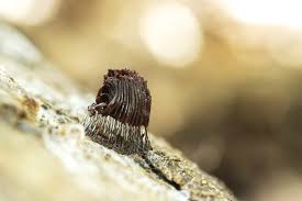 Attēlu rezultāti vaicājumam “Stemonitis fusca var. nigrescens”