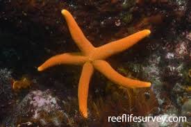 Attēlu rezultāti vaicājumam “Retinia resinella exuvia”