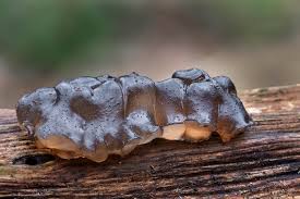 Attēlu rezultāti vaicājumam “Exidia glandulosa”