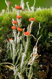 Attēlu rezultāti vaicājumam “Cladonia floerkeana”