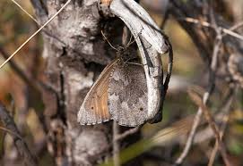 Attēlu rezultāti vaicājumam “Oeneis jutta”