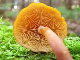 Attēlu rezultāti vaicājumam “Gymnopilus picreus”
