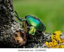 Attēlu rezultāti vaicājumam “Potosia cuprea”