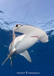 Image result for Sphyrna zygaena