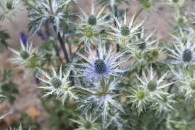 Image result for Edeldistel