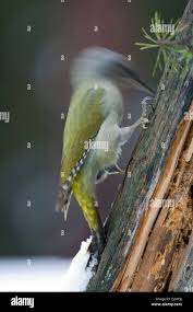 Attēlu rezultāti vaicājumam “Picus canus female”