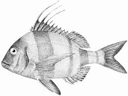 Image result for Pagrus