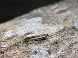 Attēlu rezultāti vaicājumam “Ancylis apicella”