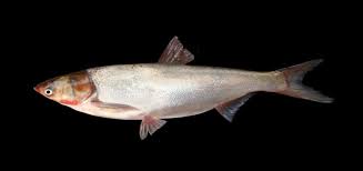 Image result for Hypophthalmichthys molitrix